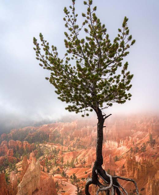 A tree rooted at the edge of a rocky cliff.